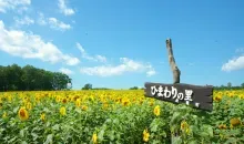 Les tournesols sont les fleurs de l'été au Japon