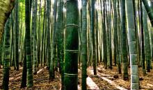 Japan Visitor - bamboo-forest-1.jpg