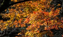 Japan Visitor - mount-mitake-2017-1.jpg