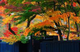 Feuilles d'automne dans le quartier des samourais de Kakunodate