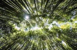 La bambouseraie d'Arashiyama : l'un des incontournables pour toute visite de Kyoto