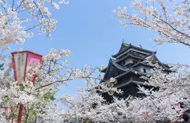 Le château féodal de Matsue, au moment des cerisiers en fleur (sakura)