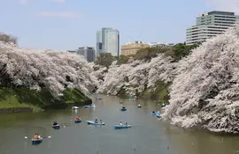 Cherry blossom (sakura) in Tokyo