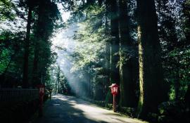Komorebi : lumière qui filtre dans les arbres à Hakone Mont Fuji, sur l'ancienne route du Tokaido