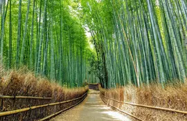 Arashiyama Sagano Bamboo Forest 