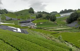 Tea fields, Wazuka