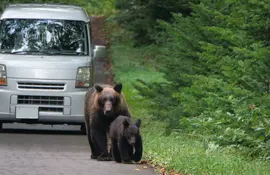 Une famille d’ours bruns marchant sur la route dans la péninsule de Shiretoko, Hokkaido