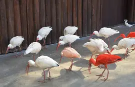 Un groupe de toki, oiseaux de Sadogashima