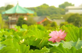 Lotus au Lac Shinobazu, Ueno, Tokyo