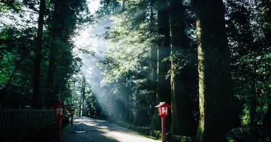 Komorebi: Lichtfilterung durch die Bäume am Hakone-Berg Fuji auf der alten Tokaido-Straße