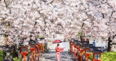 Tokyo and its cherry blossom trees