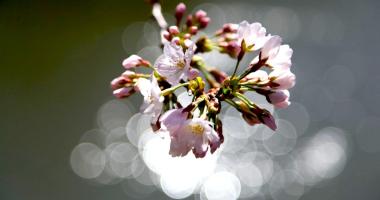 Des fleurs de cerisier, objet de contemplation pour les Japonais depuis l'Antiquité