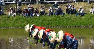 Des planteurs de riz, lors de la cérémonie de plantation "Otaue Matsuri", au printemps