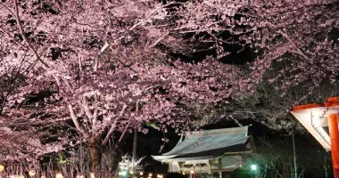 Hanami nocturne au Kinugawa onsen Festival à Nikko
