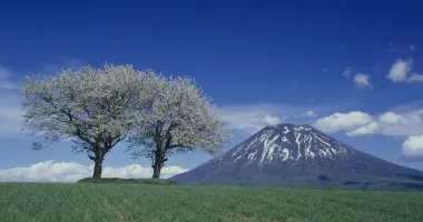Le Mont Yôtei s'élève derrière les arbres en fleurs, près du village de Kyôgoku