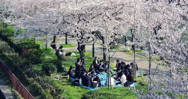 Hanami au Parc Sakuranomiya