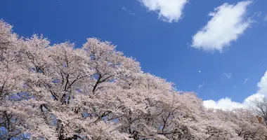 Cerisiers au pic de floraison