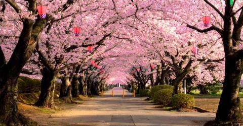 Cerisiers de Japan Mint