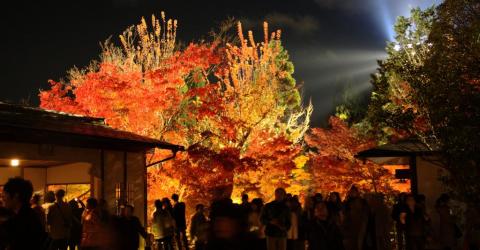 Illuminations au temple Eikando 