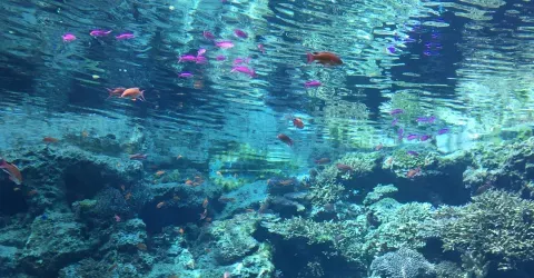 Aquarium Churaumi
