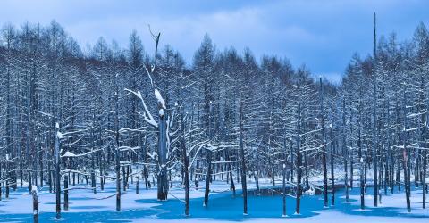 Aoi ike, l'étang bleu de Biei (Hokkaido)