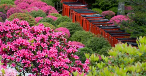 Jardin du sanctuaire Nezu Jardin du sanctuaire Nezu