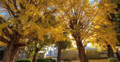 Le Ginkgô, l'arbre aux couleurs d'or