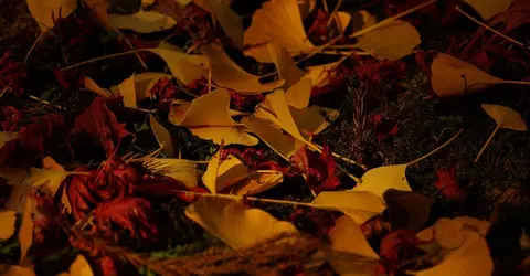 Feuilles de ginkgo au sol