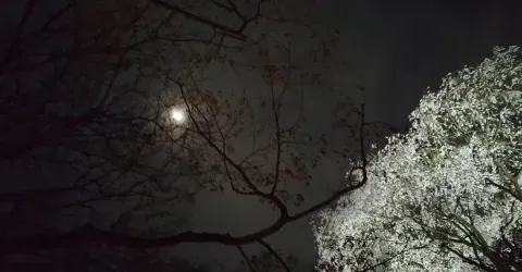 Cerisier et clair de lune
