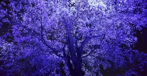Les cerisiers illuminés de Rikugien