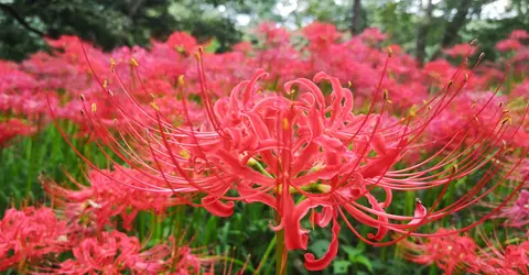 Kinchakuda Lycoris Festival