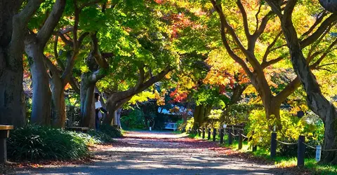 jardin botanique de Koishikawa