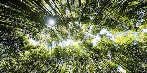 Bambushain in Arashiyama: berühmte touristische Stätte in Kyoto