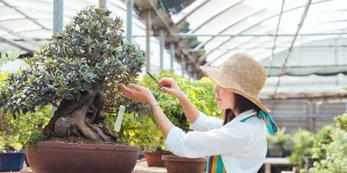 Takamatsu concentra quasi l'80% della produzione di bonsai giapponesi