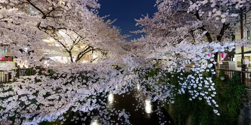 Cerisiers en fleurs "Sakura" quartier de Meguro, Tokyo