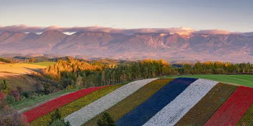 Champs de fleurs de Furano avec les montagnes du parc national du Daisetsuzan