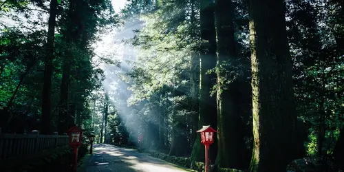 Komorebi on old Tokaido road in Hakone : the scattered light when sunlight shines through trees