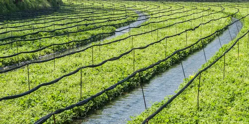 Ferme de culture du wasabi dans la région de Matsumoto