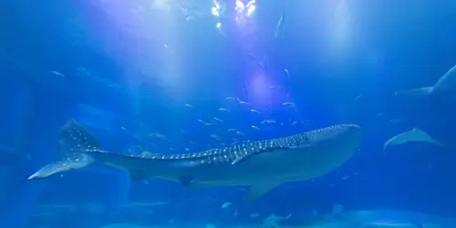 Squali balena nell'acquario di Osaka Kaiyukan, uno dei più grandi acquari del mondo