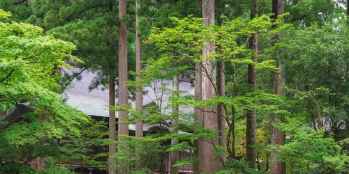 Découvrez la spiritualité bouddhique à Eiheiji et ses temples nichés au coeur de la forêt 