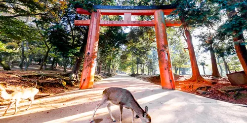 Les 1200 cerfs Sika en liberté dans le parc de Nara feront le plaisir des petits et grands !