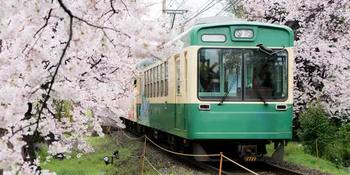Imagine that you are taking the train with full blooming cherry blossoms.