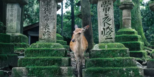Nara, Japan's first imperial capital.