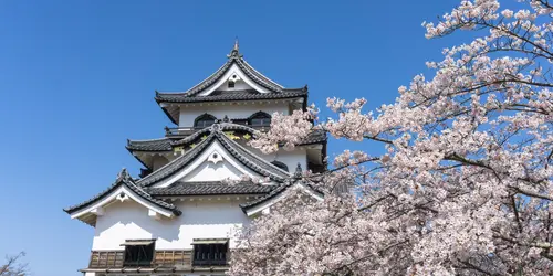 Hikone - Castle with cherry blossom