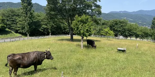 Tajima Farm Park, Département de Hyogo