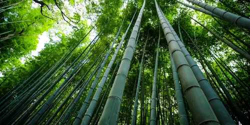 Arashiyama bamboo grove