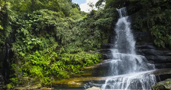 Waterfall into a pool below surrounded by plants and trees.