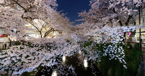 Kirschblüte "Sakura" in Meguro, Tokio