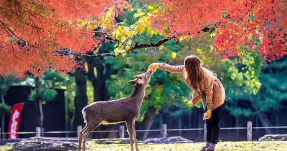I cervi di Nara Sika sono sacri e protetti come tesori nazionali.
