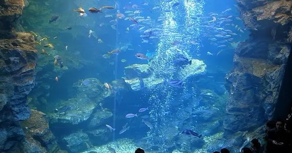 The giant pool of Kyoto Aquarium contains 500 tons of water.